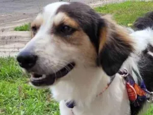 Cachorro raça SRD-ViraLata idade 3 anos nome Théo