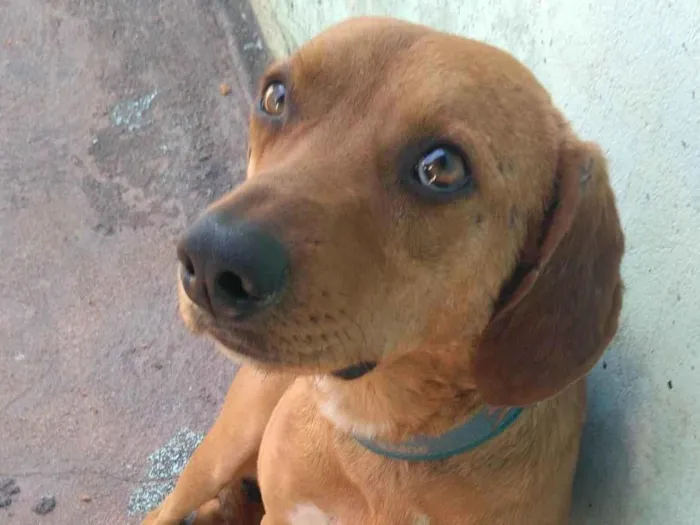 Cachorro ra a Viralata idade 2 anos nome Pitico