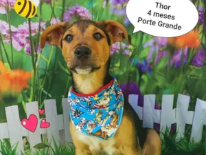 Cachorro raça  idade 2 a 6 meses nome Thor