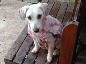 Cachorro raça  idade 2 anos nome Valentina 