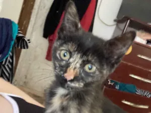 Gato raça SRD-ViraLata idade 2 a 6 meses nome pintadinha