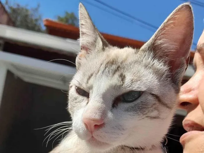 Gato ra a SRD-ViraLata idade 7 a 11 meses nome Castiel