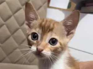 Gato raça  idade 2 a 6 meses nome pequenina