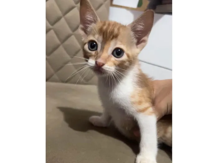 Gato ra a  idade 2 a 6 meses nome pequenina