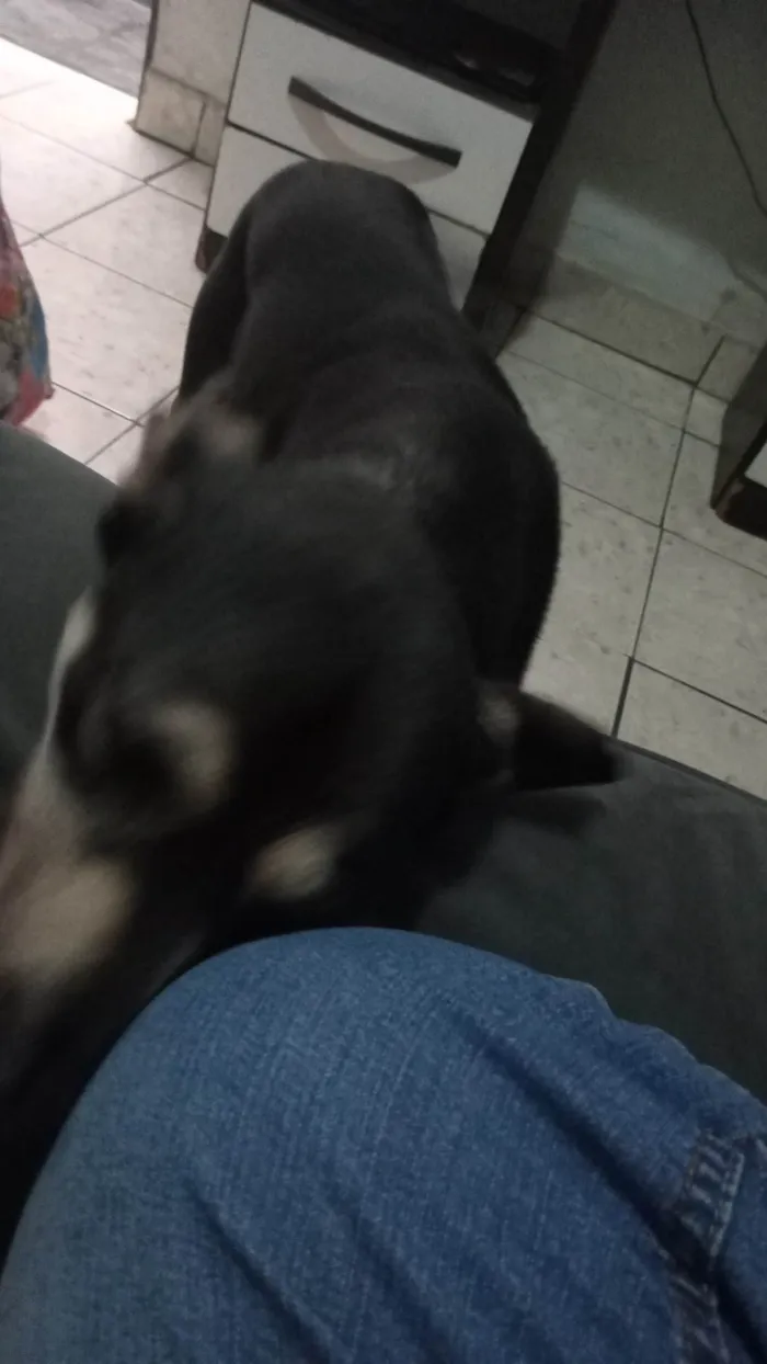 Cachorro ra a SRD-ViraLata idade 2 anos nome Luna