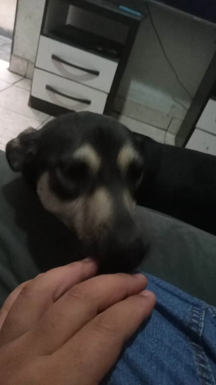 Cachorro ra a SRD-ViraLata idade 2 anos nome Luna