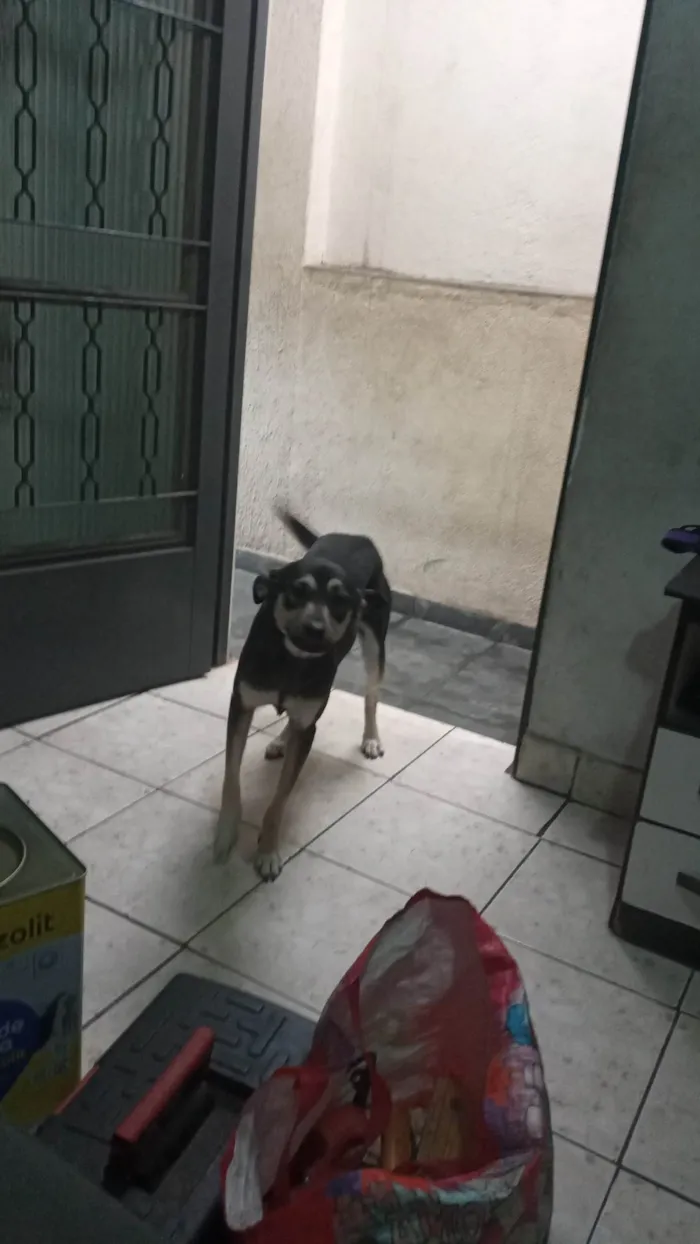 Cachorro ra a SRD-ViraLata idade 2 anos nome Luna