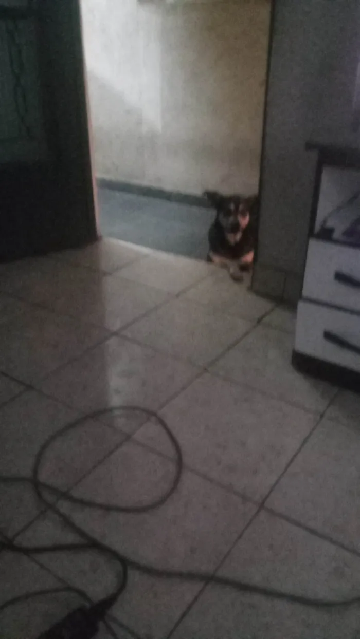 Cachorro ra a SRD-ViraLata idade 2 anos nome Luna