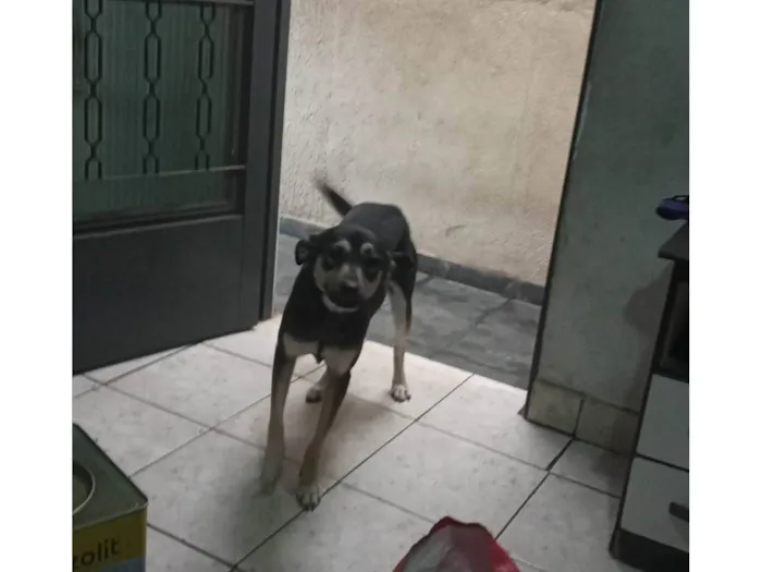 Cachorro ra a SRD-ViraLata idade 2 anos nome Luna