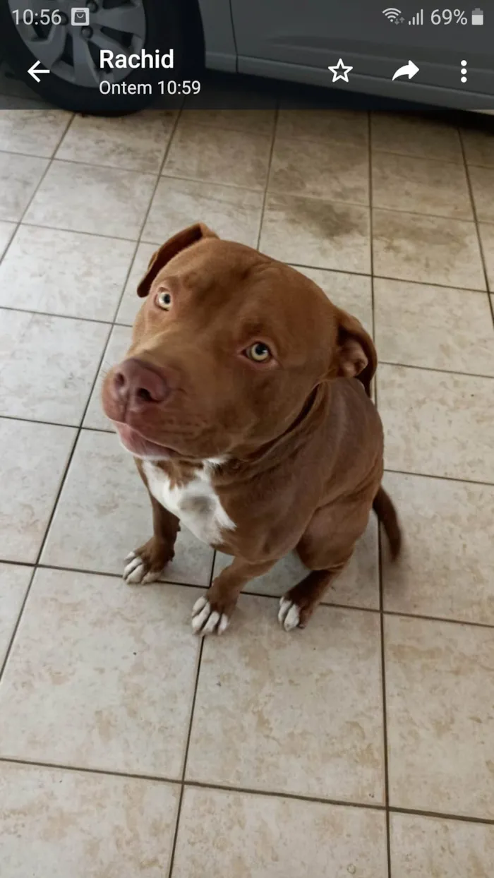 Cachorro ra a American bully.  idade 1 ano nome Rachid