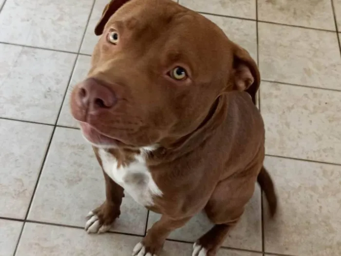 Cachorro ra a American bully.  idade 1 ano nome Rachid