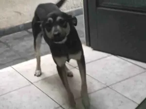 Cachorro raça SRD-ViraLata idade 2 anos nome Luna