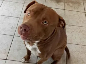 Cachorro raça American bully.  idade 1 ano nome Rachid