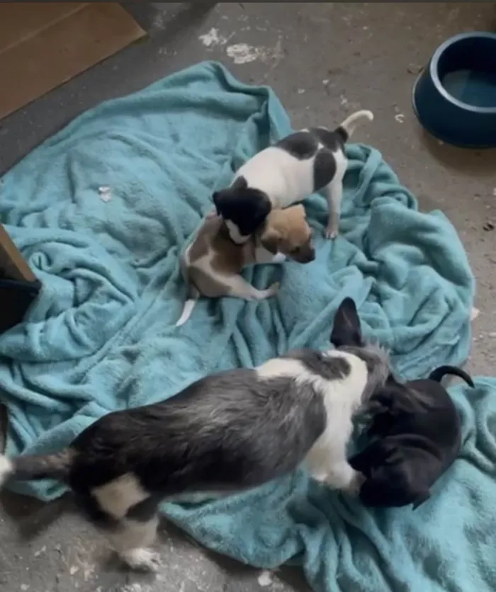 Cachorro ra a SRD-ViraLata idade Abaixo de 2 meses nome Sem nome