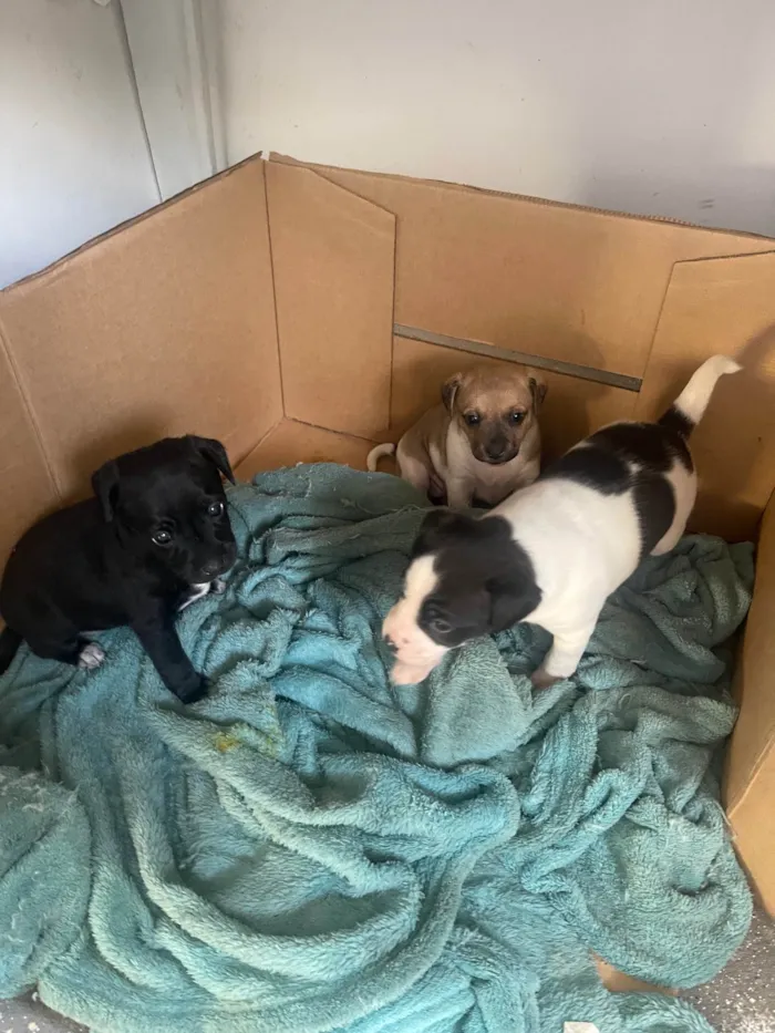 Cachorro ra a SRD-ViraLata idade Abaixo de 2 meses nome Sem nome