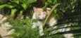 Rukia