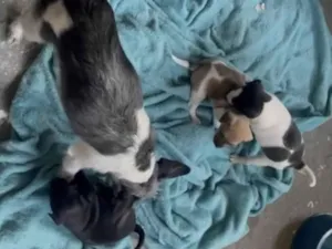 Cachorro raça SRD-ViraLata idade Abaixo de 2 meses nome Sem nome