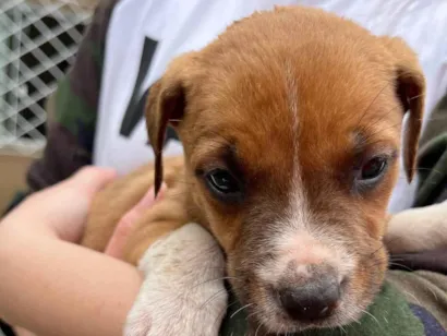 Cachorro raça SRD-ViraLata idade Abaixo de 2 meses nome Sem nome