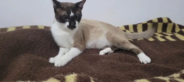 Gato ra a Siamês idade 7 a 11 meses nome Tom