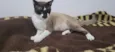 Tom