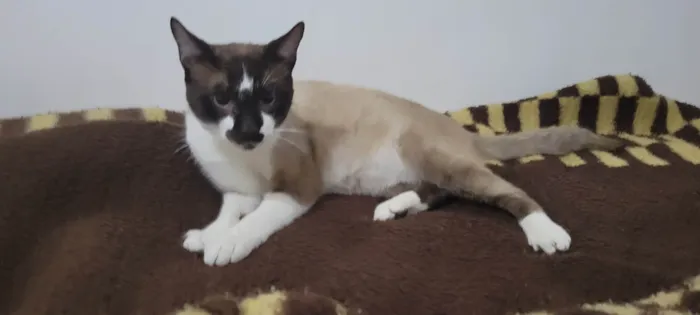 Gato ra a Siamês idade 7 a 11 meses nome Tom
