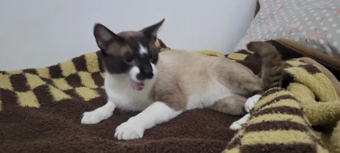 Gato ra a Siamês idade 7 a 11 meses nome Tom