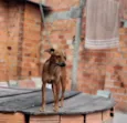 Marronzinha 