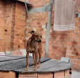 Marronzinha