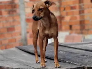 Cachorro raça Vira lata idade 1 ano nome Marronzinha 