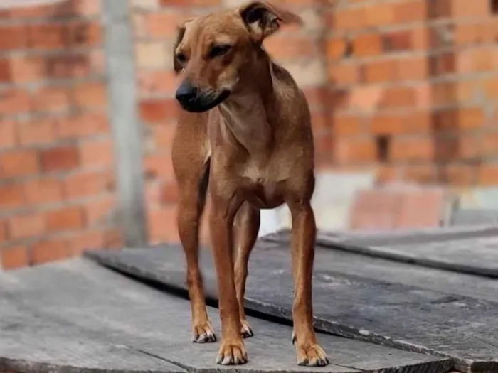 Cachorro ra a Vira lata idade 1 ano nome Marronzinha 