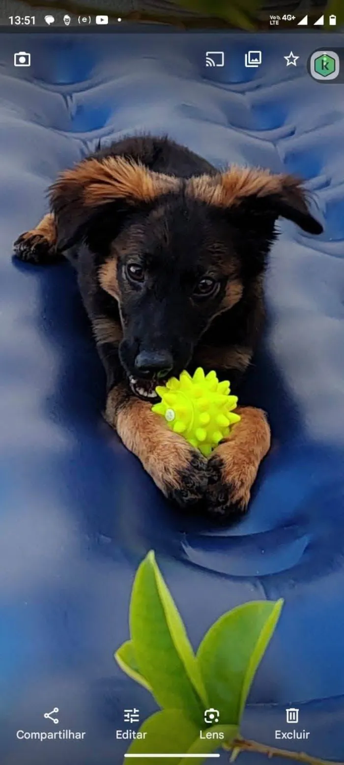 Cachorro ra a SRD-ViraLata idade 2 a 6 meses nome Joana