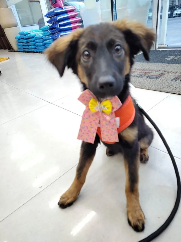 Cachorro ra a SRD-ViraLata idade 2 a 6 meses nome Joana