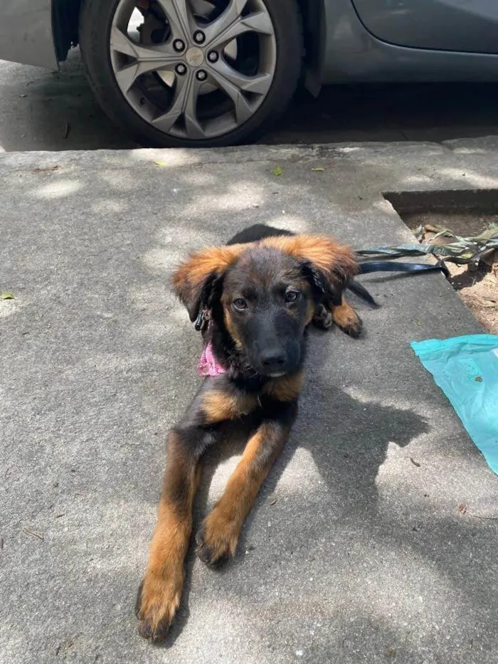 Cachorro ra a SRD-ViraLata idade 2 a 6 meses nome Joana