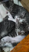 Sky, Ari e Din