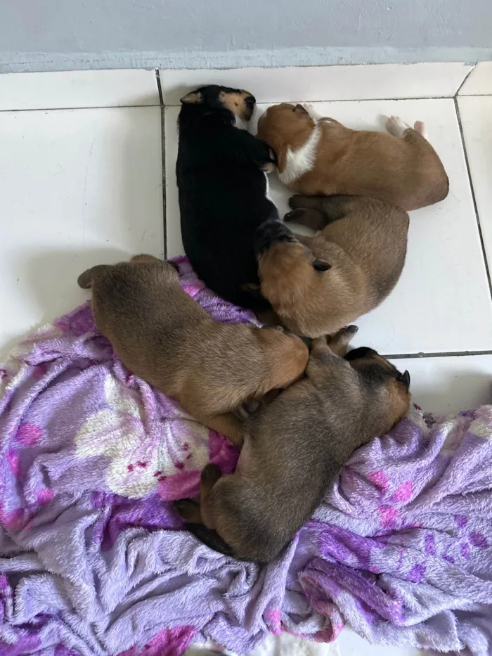 Cachorro ra a SRD-ViraLata idade Abaixo de 2 meses nome Filhotes