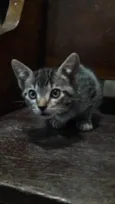 Sky, Ari e Din