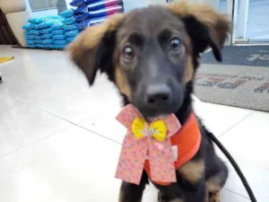 Cachorro raça SRD-ViraLata idade 2 a 6 meses nome Joana