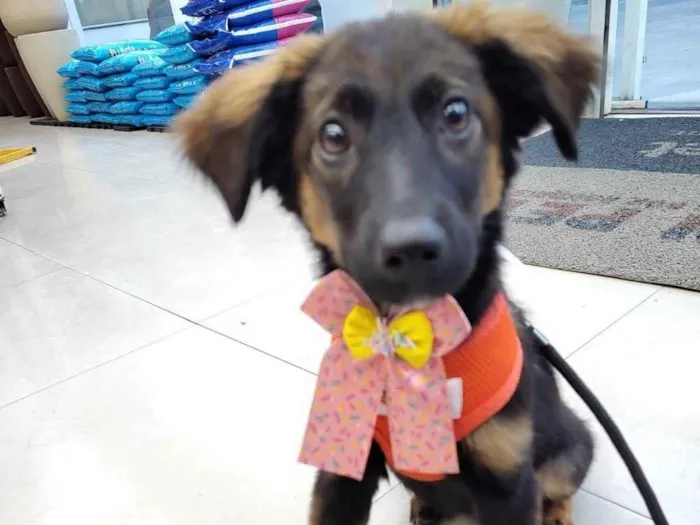 Cachorro ra a SRD-ViraLata idade 2 a 6 meses nome Joana