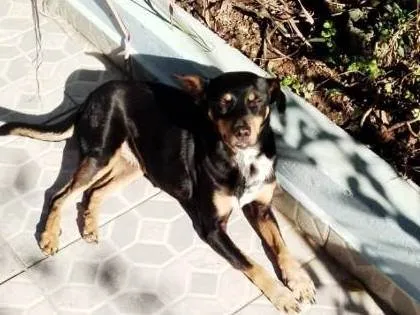 Cachorro ra a Vira lata idade 3 anos nome Pretinha