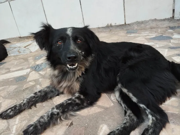 Cachorro ra a Vira lata idade 3 anos nome Cadinha