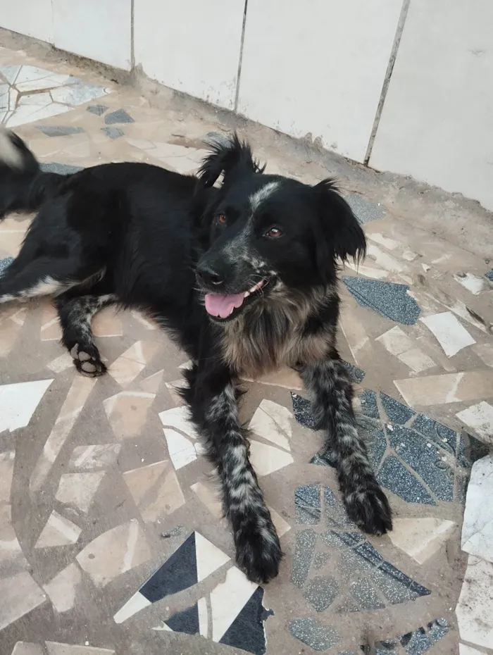 Cachorro ra a Vira lata idade 3 anos nome Cadinha