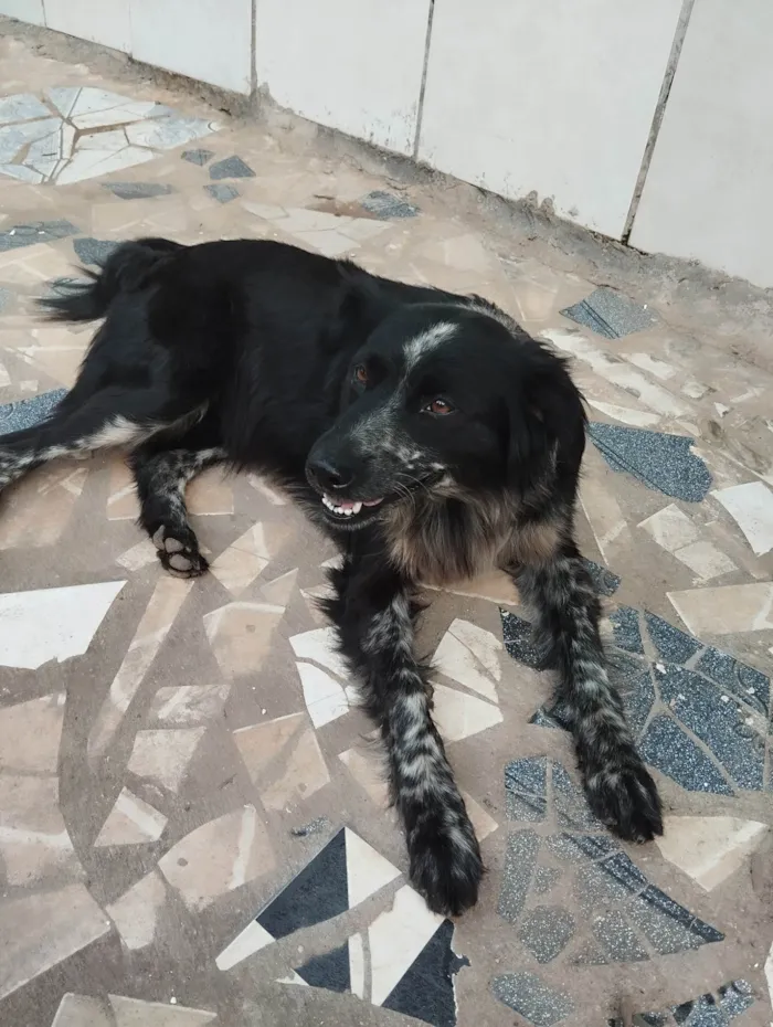 Cachorro ra a Vira lata idade 3 anos nome Cadinha