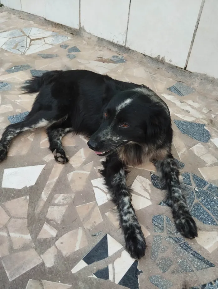 Cachorro ra a Vira lata idade 3 anos nome Cadinha