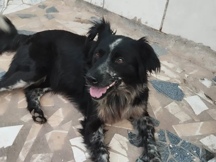 Cachorro ra a Vira lata idade 3 anos nome Cadinha