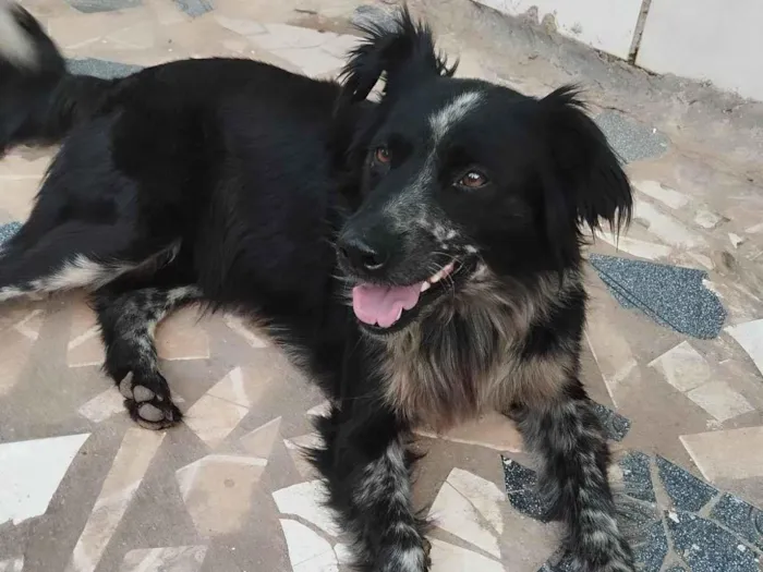 Cachorro ra a Vira lata idade 3 anos nome Cadinha