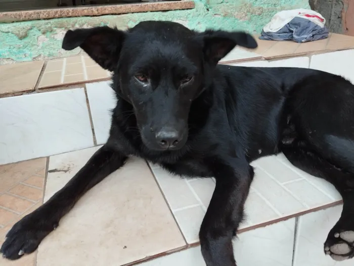 Cachorro ra a SRD-ViraLata idade 4 anos nome Pelé 