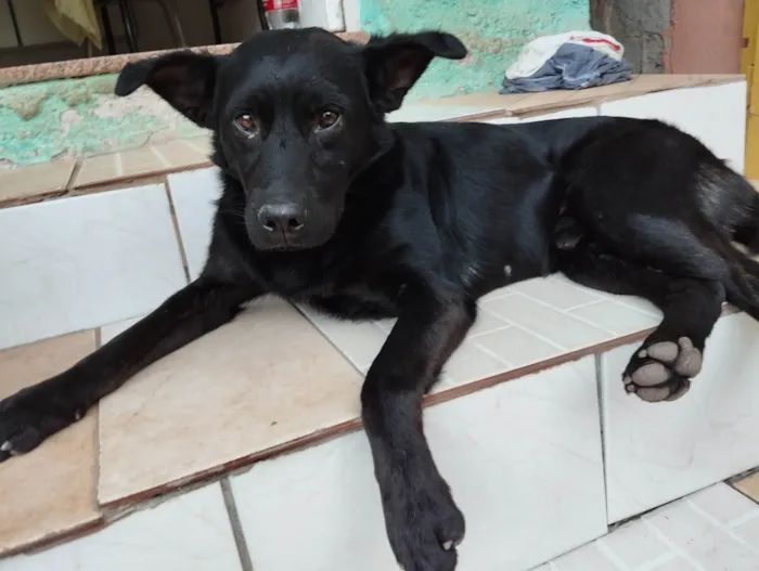 Cachorro ra a SRD-ViraLata idade 4 anos nome Pelé 