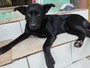 Cachorro raça SRD-ViraLata idade 4 anos nome Pelé 