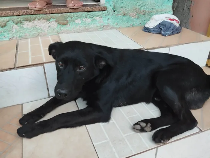 Cachorro ra a SRD-ViraLata idade 4 anos nome Pelé 