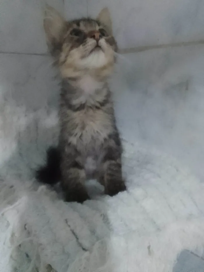 Gato ra a Srd idade Abaixo de 2 meses nome ........
